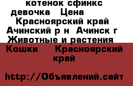 котенок сфинкс девочка › Цена ­ 3 000 - Красноярский край, Ачинский р-н, Ачинск г. Животные и растения » Кошки   . Красноярский край